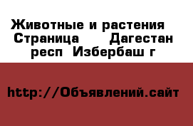  Животные и растения - Страница 12 . Дагестан респ.,Избербаш г.